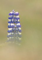 Nootka Lupine, Iceland, June 2022