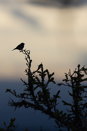 Red-flanked Bluetail, Konttainen, Finland, June 2025
