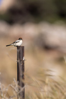 Woodchat Shrike, Anarita, Cyprus, April 2024