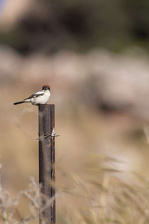 Woodchat Shrike, Anarita, Cyprus, April 2024