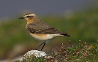 Wheatear