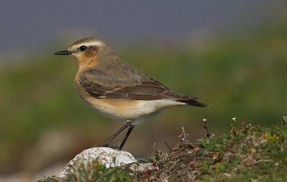 Wheatear