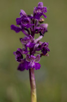 Early Purple Orchid, Selsey Common, May 2025