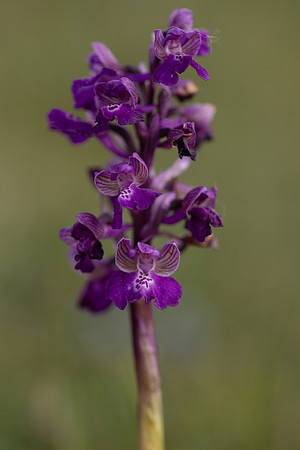 Early Purple Orchid, Selsey Common, May 2025