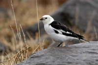 Snow Bunting, Raufarhofn, Iceland, June 2022