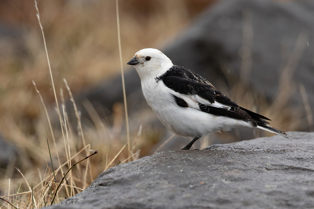 Snow Bunting, Raufarhofn, Iceland, June 2022