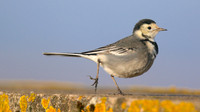 Pied Wagtail