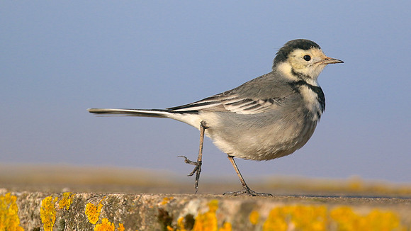 Pied Wagtail, Powderham, Devon, January 2015