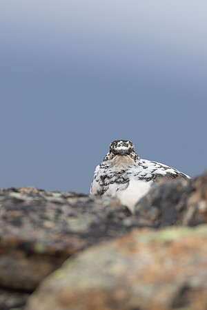 Ptarmigan, Mount Alias, Finland, June 2025