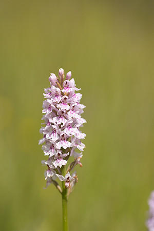 Common Spotted-orchid Orchid, Cleeve Common, June 2024