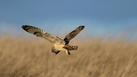 Short-eared Owl, Hawling, January 2015