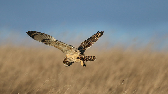 Short-eared Owl, Hawling, January 2015