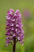 Lady x Monkey Orchid, Hartslock, June 2025