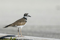 Killdeer, Florida, February 2020