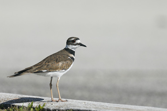 Killdeer, Florida, February 2020
