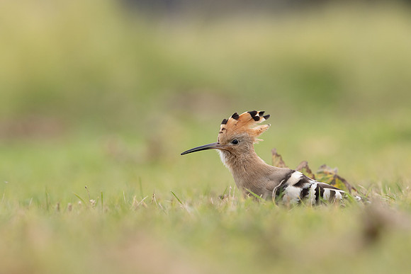 Hoopoe, Swansea, October 2024