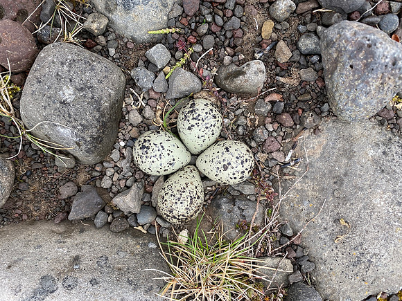 Ringed Plover, Raufarhofn, Iceland, June 2022