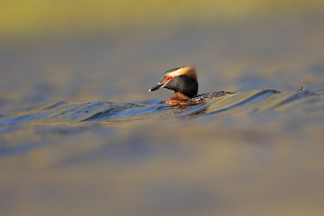 Slavonian Grebe, Iceland, May 2022