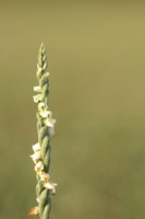 Autumn Lady's Tresses, Old Down, September 2022