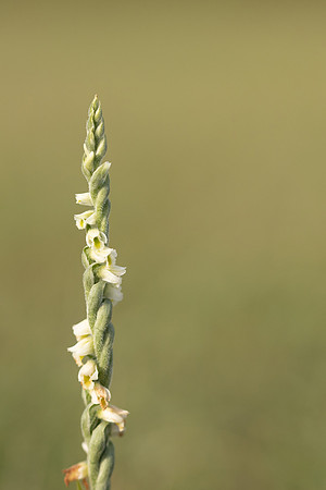 Autumn Lady's Tresses, Old Down, September 2022