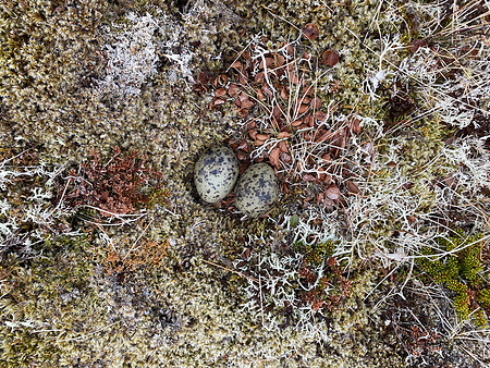 Arctic Tern, Raufarhofn, Iceland, June 2022