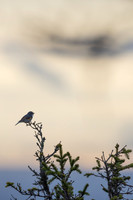 Red-flanked Bluetail, Konttainen, Finland, June 2025