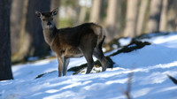 Red Deer, Cairngorms, February 2015