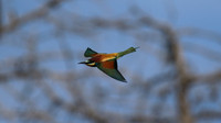 Bee Eater, Larnaca, April 2016