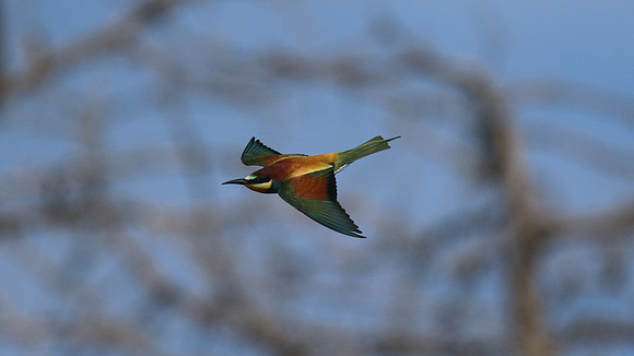 Bee Eater, Larnaca, April 2016