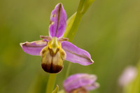 Bicolured Bee Orchid, Minchinhampton Common, June 2024
