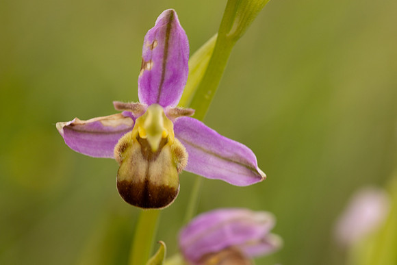 Bicolured Bee Orchid, Minchinhampton Common, June 2024