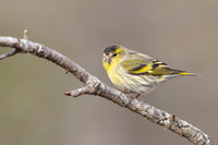 Siskin, Loch Morlich, Scotland, February, 2024