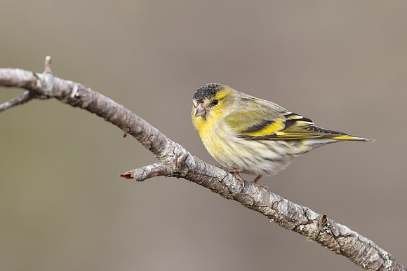 Siskin, Loch Morlich, Scotland, February, 2024