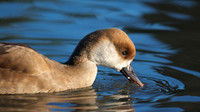Red-Crested Pochard, (Female) January 2015