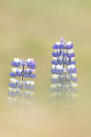Nootka Lupine, Iceland, June 2022