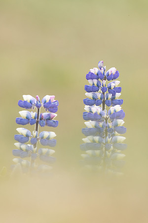 Nootka Lupine, Iceland, June 2022