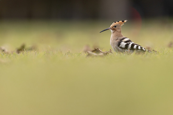 Hoopoe, Swansea, October 2024