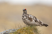 Ptarmigan, Raufarhofn, Iceland, June 2022