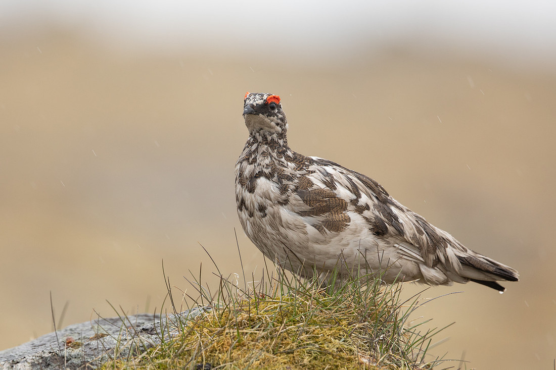 Ptarmigan, Raufarhofn, Iceland, June 2022