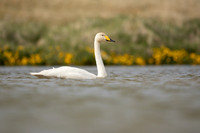 Whooper Swan, Snæfellsnes peninsula, Iceland, June 2022