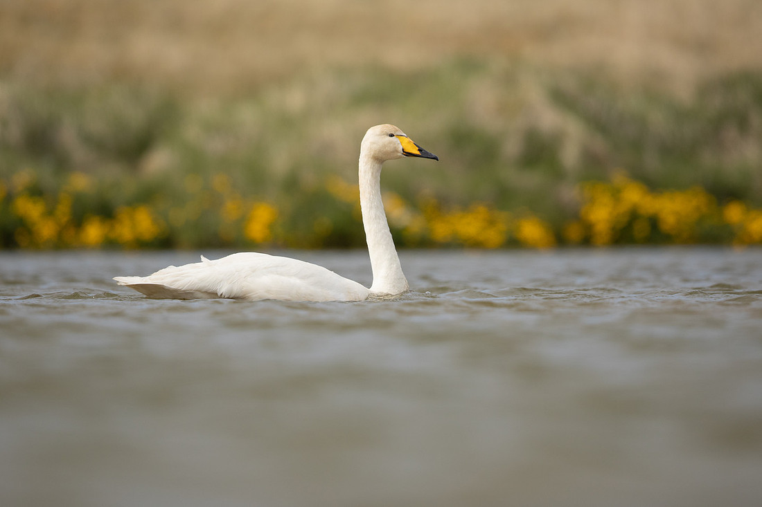 Whooper Swan, Snæfellsnes peninsula, Iceland, June 2022