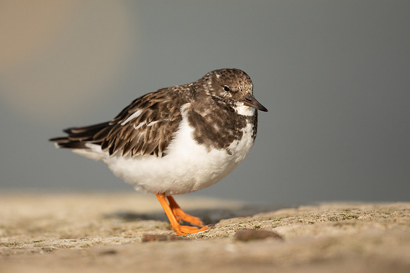 Turnstone, Lyme Regis, March 2022