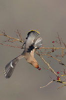 Waxwing, Rodbrough Common, January 2024