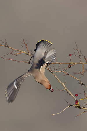 Waxwing, Rodbrough Common, January 2024