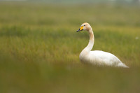 Whooper Swan, Floi, Iceland, June 2022