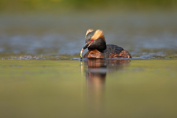 Slavonian Grebe, Iceland, May 2022