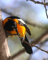 Venezuelan Troupial, Palm Beach, Aruba, November 2015