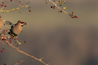 Waxwing, Rodbrough Common, January 2024