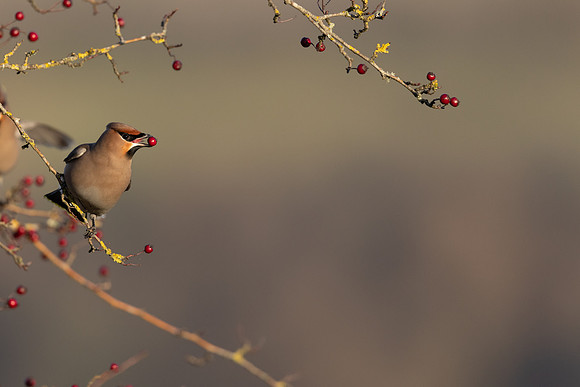 Waxwing, Rodbrough Common, January 2024