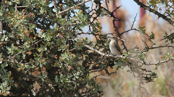 Spotted Flycatcher, Larnaca, April 2014.